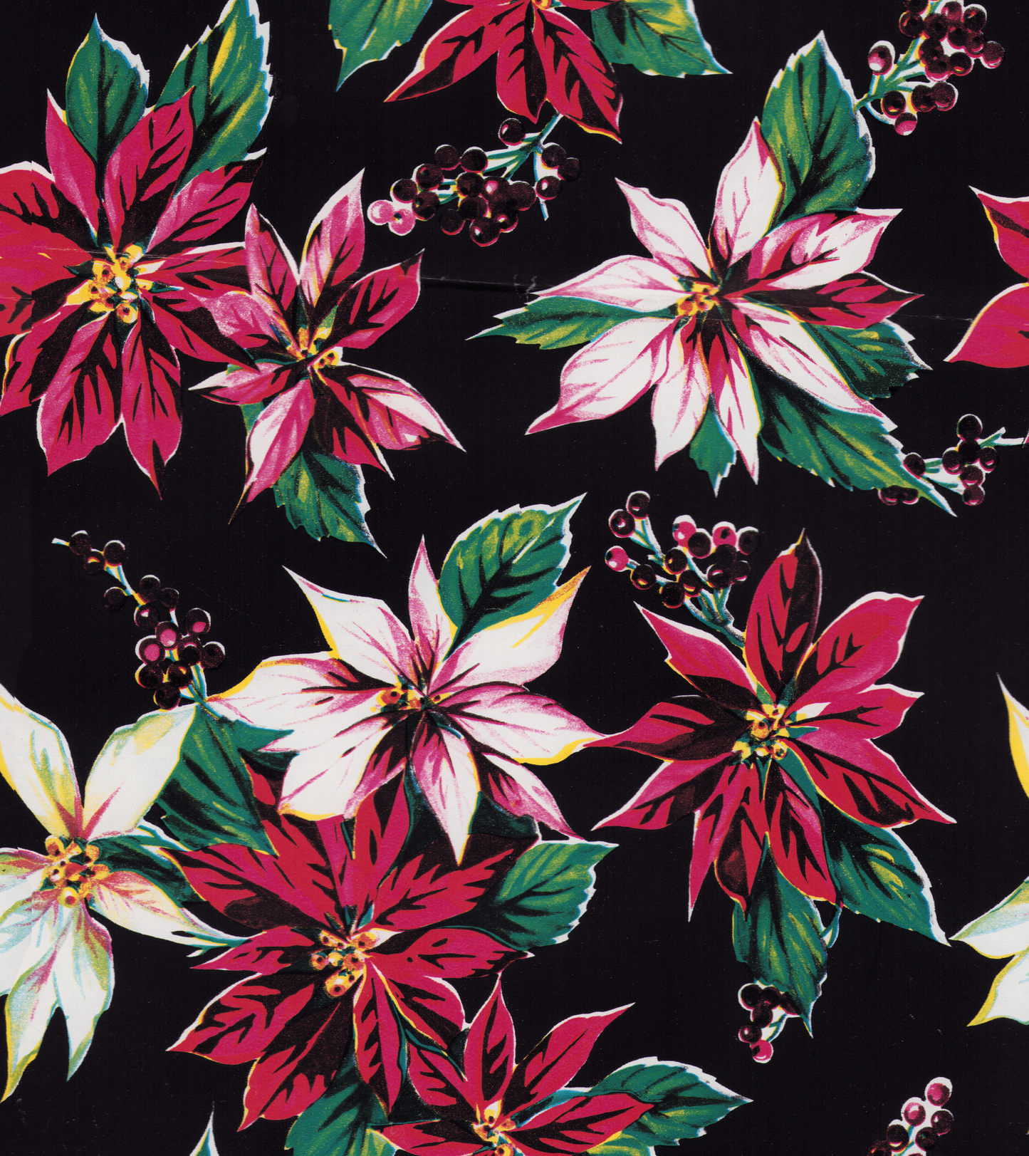 Assorted poinsettias on black